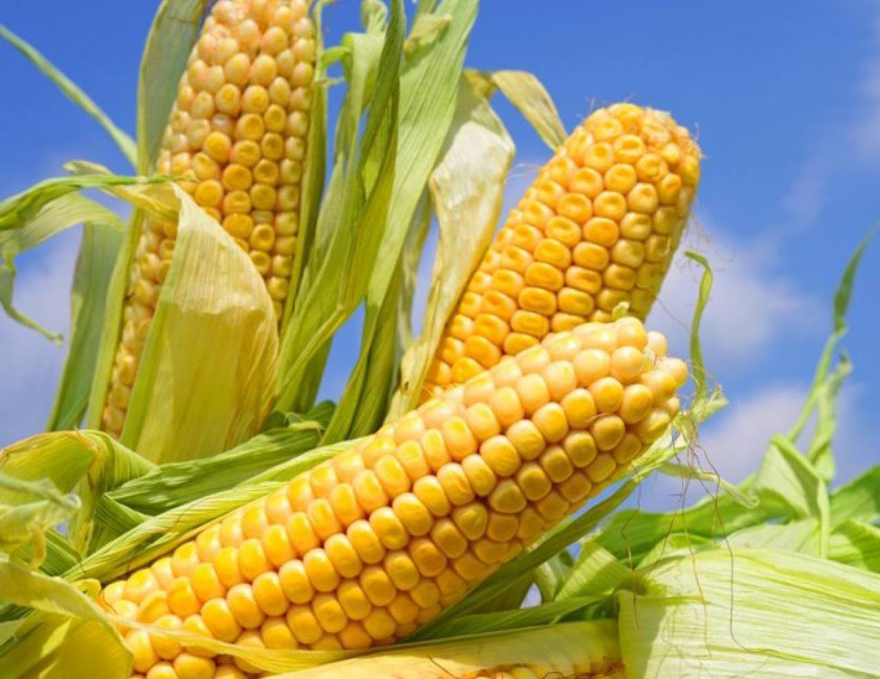 Koristi kukuruza